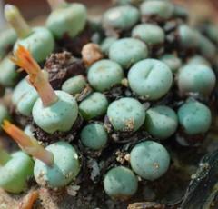 Conophytum