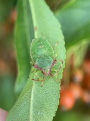 Acanthosoma haemorrhoidale
