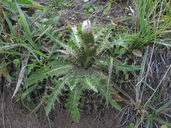 Cirsium rhizocephalum