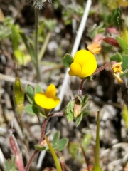 Acmispon wrangelianus