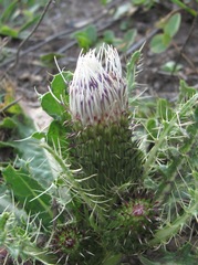 Cirsium rhizocephalum