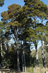 Callitris columellaris