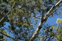 Callitris columellaris