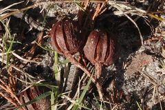 Callitris columellaris