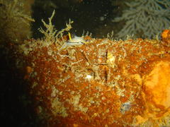 Polycera capensis
