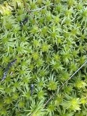 Sphagnum riparium