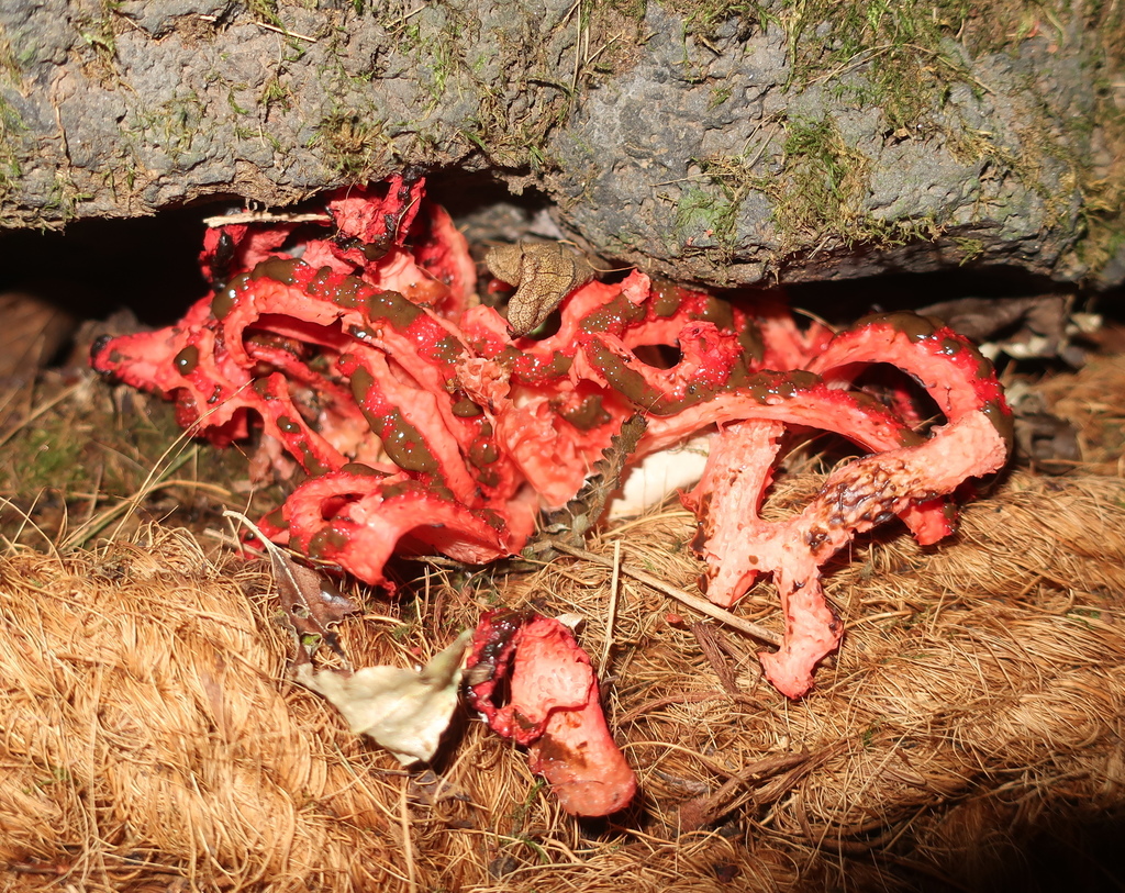 Clathrus kusanoi