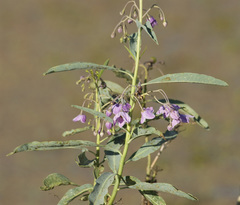 Solanum glaucophyllum