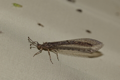 Neuroleon distichus