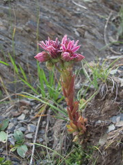 Sempervivum pumilum