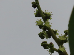 Semecarpus anacardium