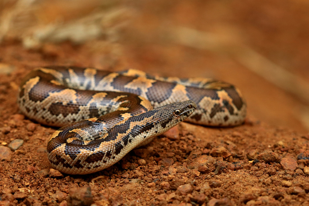 Boa des sables de l'Inde (boa des sables à écailles rugueuses) (Gongylophis conicus)