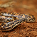 Rough-scaled Sand Boa - Photo (c) Birdman S Chakrabarty, some rights reserved (CC BY-NC), uploaded by Birdman S Chakrabarty