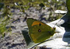 Colias myrmidone