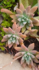 × Graptosedum