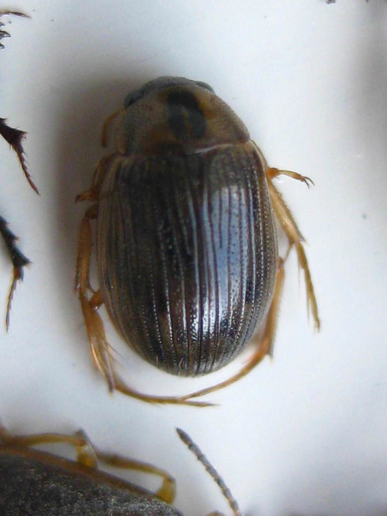 Berosus signaticollis