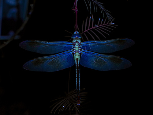 Common Green Darner photographed in Texas