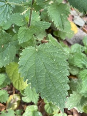 Urtica