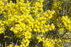 Acacia nyssophylla
