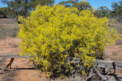 Acacia nyssophylla
