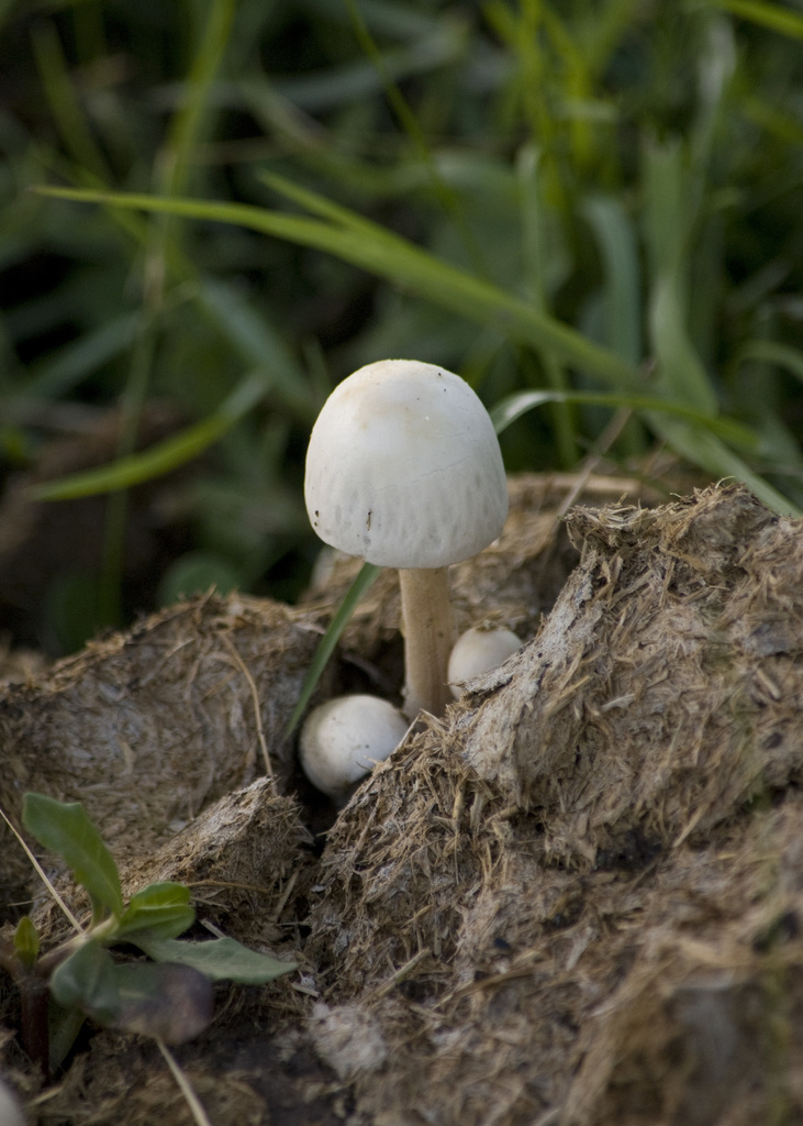 Panaeolus antillarum · February 2015 · photo: © nicoolejnik (iNaturalist, cc-by)
