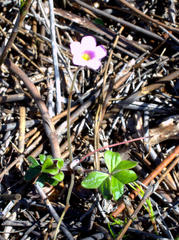 Oxalis truncatula