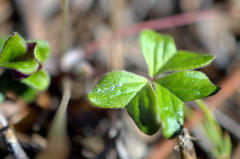 Oxalis truncatula