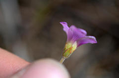 Oxalis truncatula