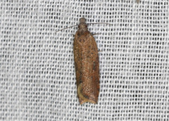 Constrictana constrictana