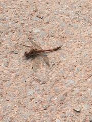 Sympetrum striolatum
