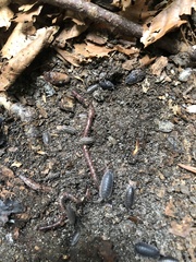 Porcellio scaber