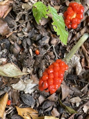 Arum
