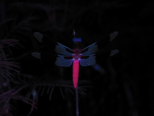 Common Whitetail (Plathemis lydia), a species recorded in Oregon