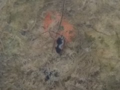 Hydroglyphus geminus