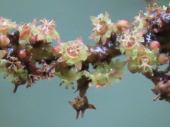 Bridelia retusa