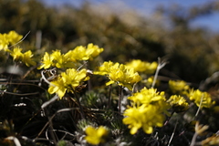 Draba cuspidata