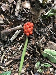 Arum