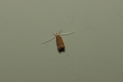 Lecitholaxa thiodora