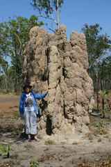 Nasutitermes triodiae