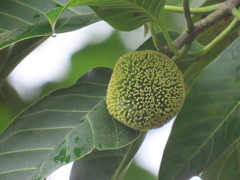 Neolamarckia cadamba