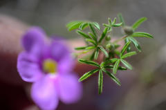 Oxalis engleriana