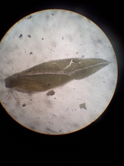 Fissidens leptocladus