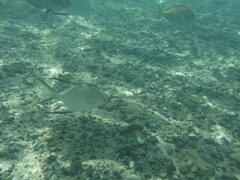 Trachinotus goodei