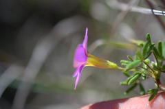 Oxalis engleriana