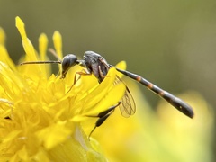 Gasteruption assectator