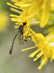 Gasteruption assectator