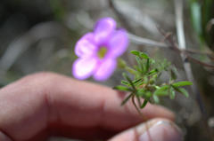 Oxalis engleriana