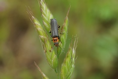 Cyrtomoptera divisa