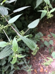 Urtica