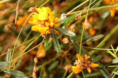 Pultenaea myrtoides